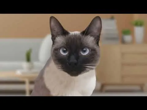 iubenda: Privacy Policy video